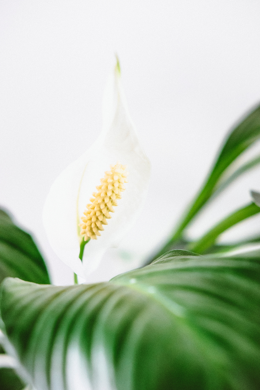 Indoor plants to breathe life into your home